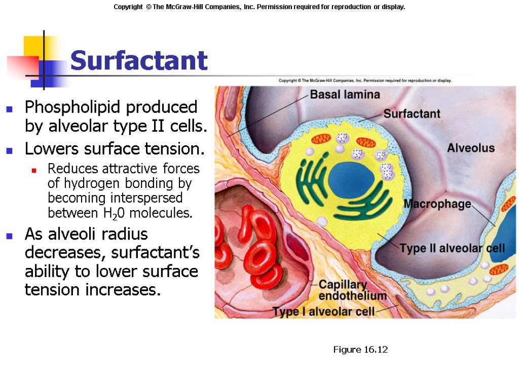 Surfactant Phospholipid produced by alveolar type II cells. Lowers surface tension. Reduces attractive forces